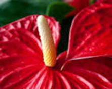 Anthurium in Bloom